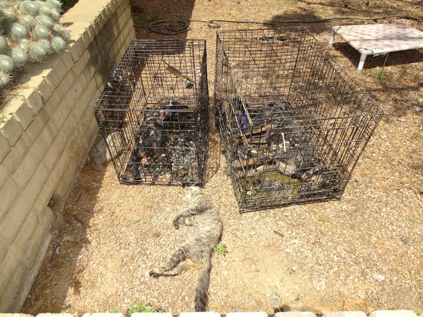 Photo of two wire crates outside, each with a dead dog inside. A dead cat is positioned near them.