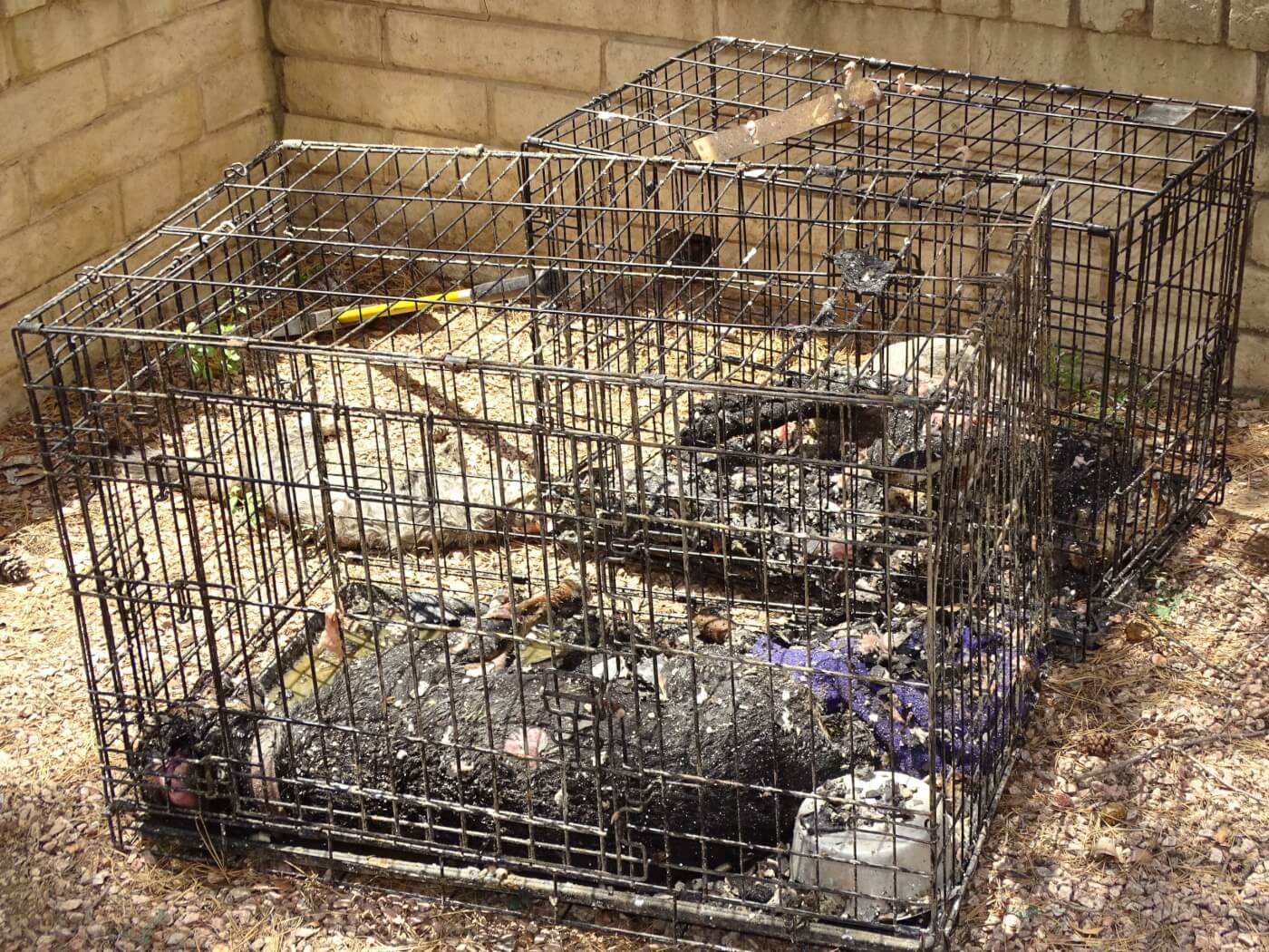 Two wire crates sit side by side with a dead dog in each. A dead cat is positioned next to them.