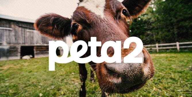 PETA2 white font logo with cow looking into camera