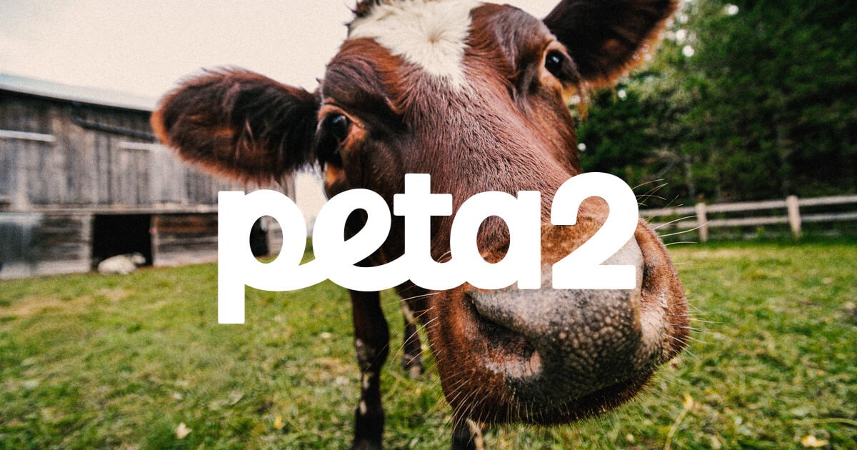 DO NOT USE YET PETA2 white font logo with cow looking into camera