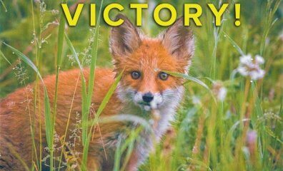 Victory! Hudson’s Bay Joins Saks Fifth Avenue on a Growing List of Fur-Free Companies