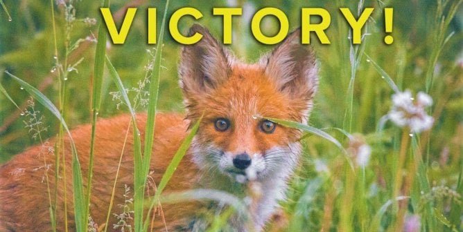 Red fox in grass with victory text