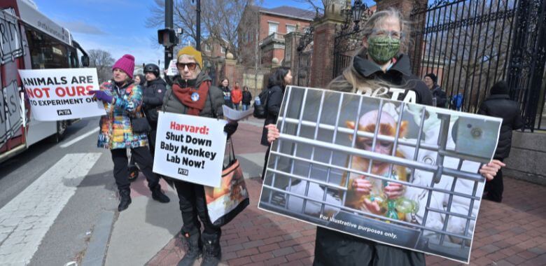 Release the Monkeys: PETA Pushes Harvard to Stop Hurting Babies