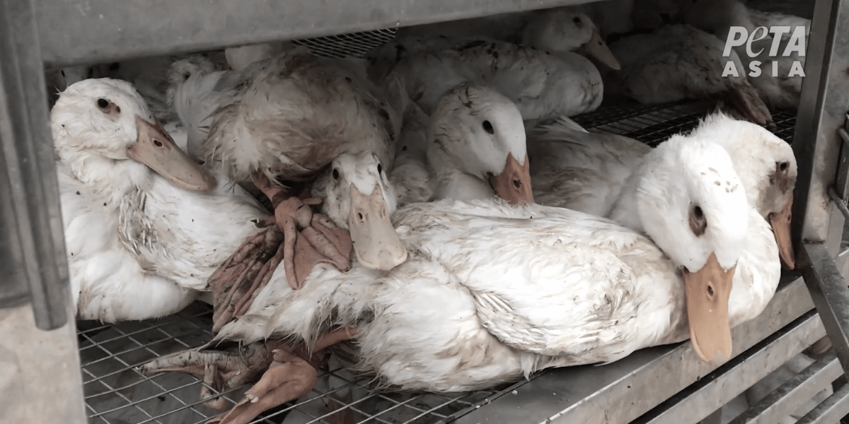 These ducks are exploited by down suppliers and clothing companies like H&M