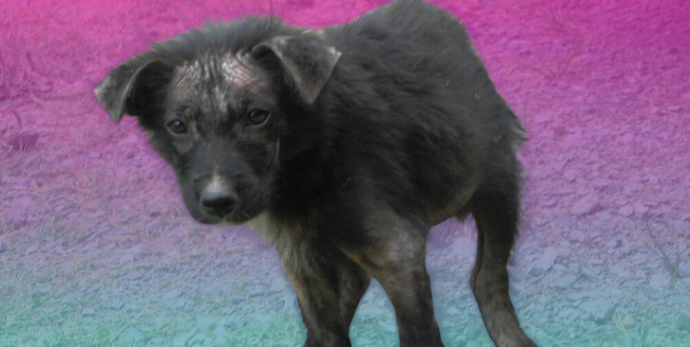 Tune In: ‘No-Kill’ Is a ‘Sexy Slogan,’ and Animals Are Paying for It