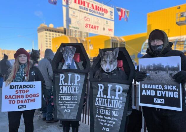 Damning Video Shows 2023 Iditarod Winner’s Greed and Cruelty to Dogs