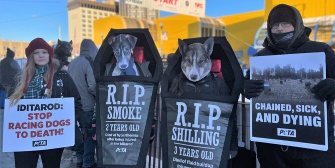 Iditarod 2023 starting line protest