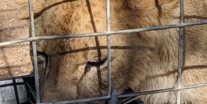 A lion with flystrike on her ears