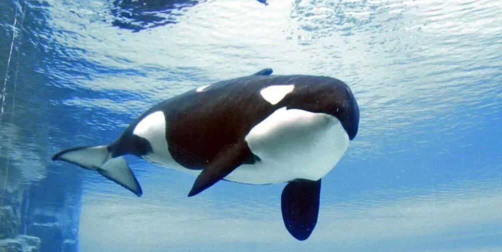kiska feature image Kiska the Orca Dies at Marineland of Canada