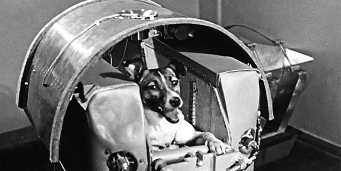 Laika, a Moscow stray dog, launched in Sputnik 2 on November 3, 1957. She died of overheating on reentry