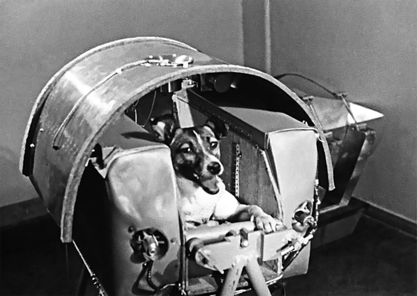 Laika, a Moscow stray dog, launched in Sputnik 2 on November 3, 1957. She died of overheating on reentry