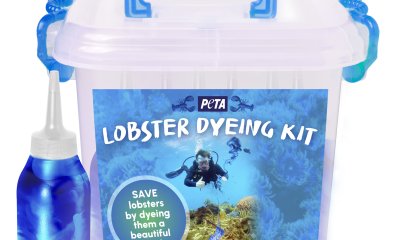 Blue Lobsters Have Better Luck, so PETA Releases Dye Kit to Save Them All