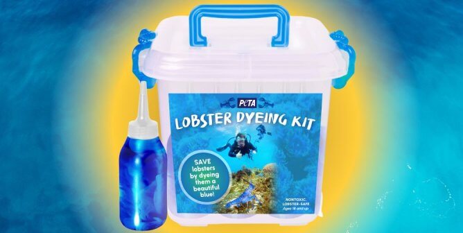 Blue Lobsters Have Better Luck, so PETA Releases Dye Kit to Save Them All