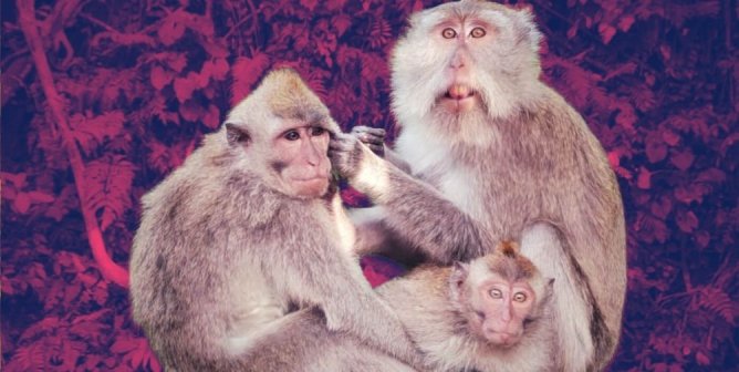 AirBridgeCargo Fined for Animal Welfare Violations