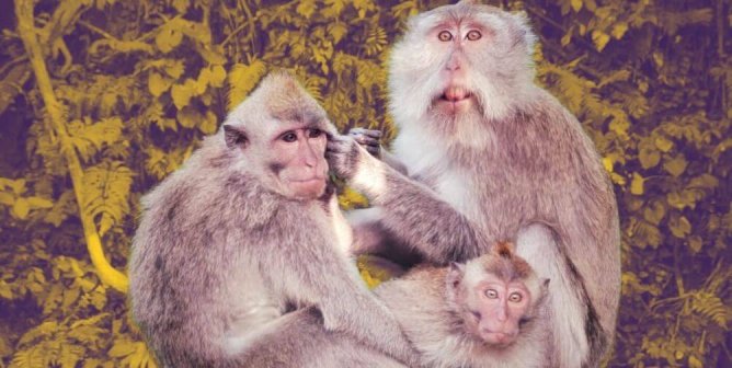 long tailed macaques yellow background
