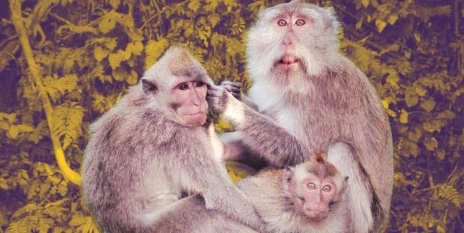 Companies Cited After PETA Uncovers Monkeys Illegally Shipped Across the U.S., Destined for Torment in Labs