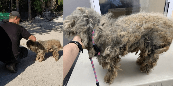 dog with severe matts walking in the street in Cancun while a PETA fieldworker approaches him
