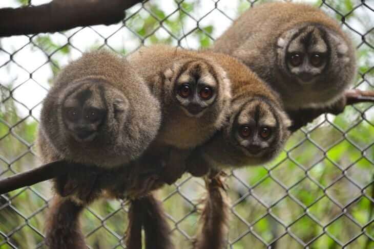 Photo of four squirrel monkeys perched on a branch and looking at the viewer