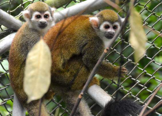 Photo of two squirrel monkeys facing the viewer