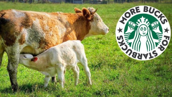 Ask Oatly to Join PETA in Urging Starbucks to Drop Its Unfair Vegan Milk Upcharge