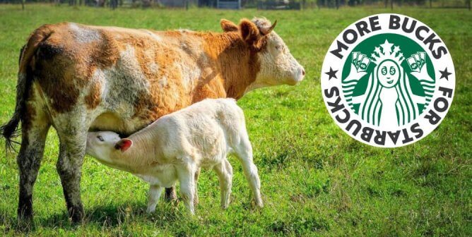 Ask Oatly to Join PETA in Urging Starbucks to Drop Its Unfair Vegan Milk Upcharge