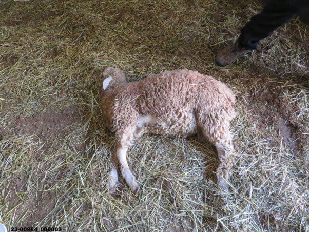 a dead ram laying on their side on a bed of straw.