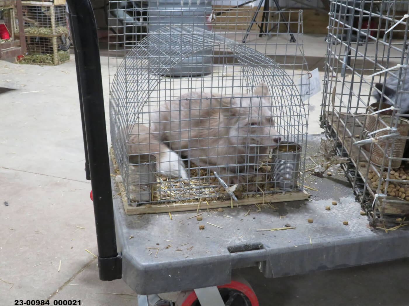 a fox in a tiny metal cage with no room to stand up, stretch out, or move. the fox looks anxious.