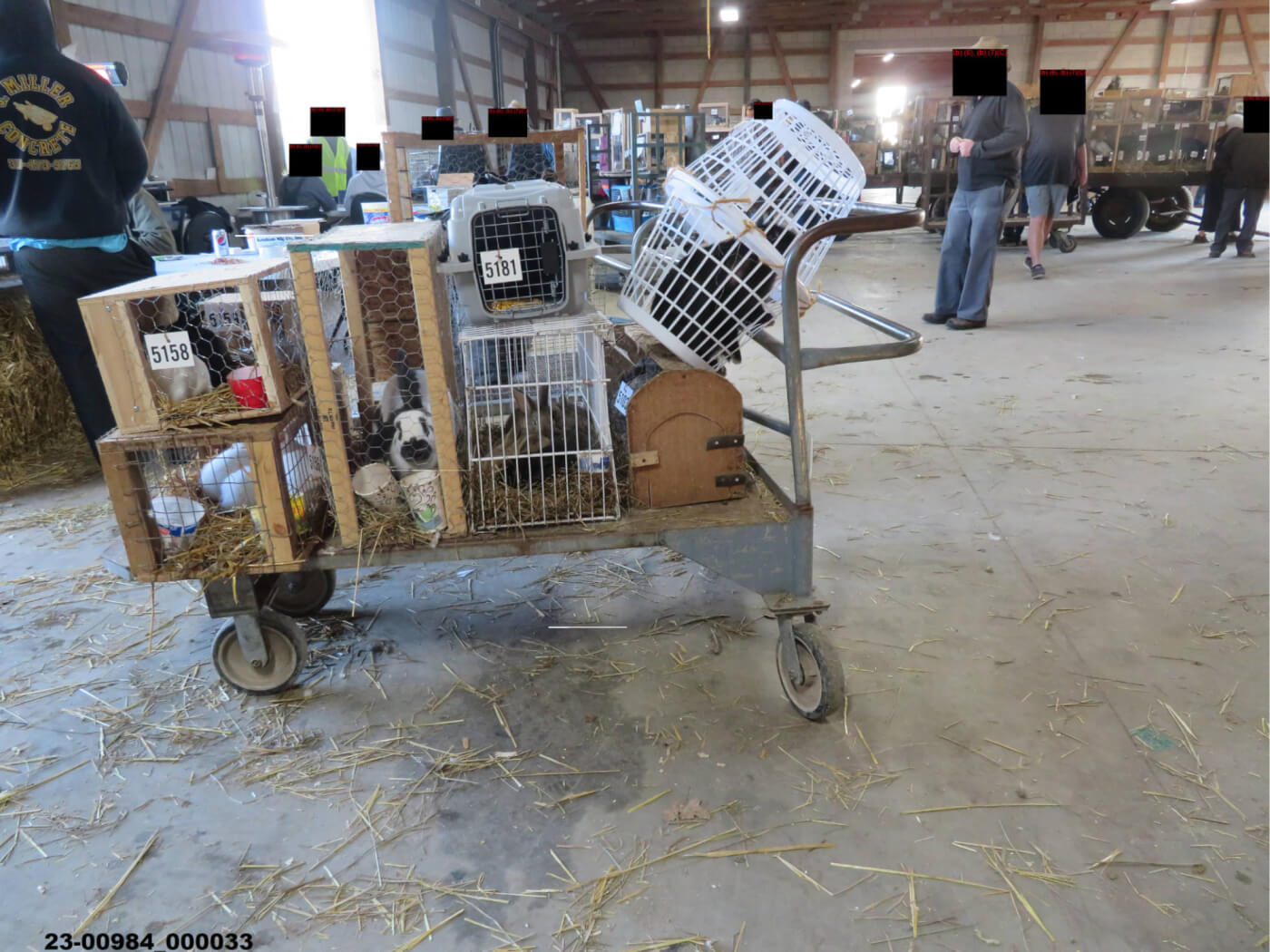 a pushcart in a concrete floored barn with cages, each with a rabbit, stacked on it. some cages are crudely fashioned out of laundry baskets. one cage is tilted and could fall over.