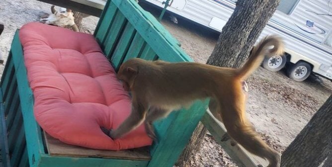 Reports: Two Wild Animals Kept as ‘Pets’ Shot Dead Following Attacks