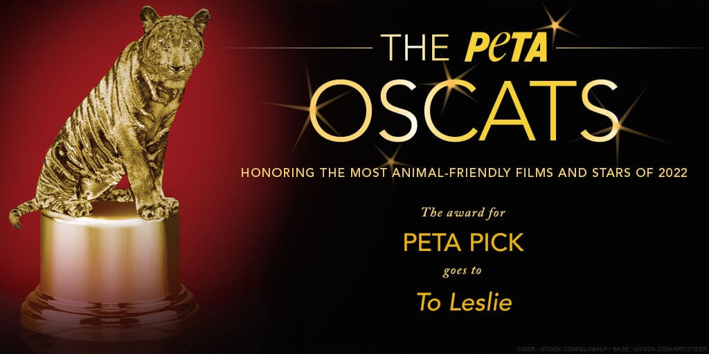 award certificate showing a cat on a pedestal for peta's 2022 Oscats awards