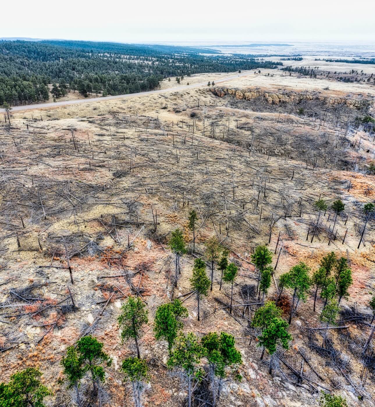 Ariel view of a forrest that appears to be barren due to deforestation or a fire