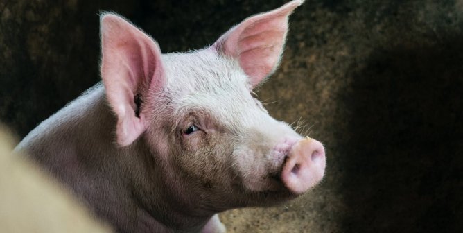 Campaign Updates: University of Tennessee Mutilates Pigs in Medical Training