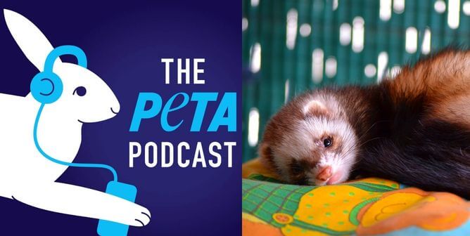 Go Behind the Scenes at PETA With Our New Podcast