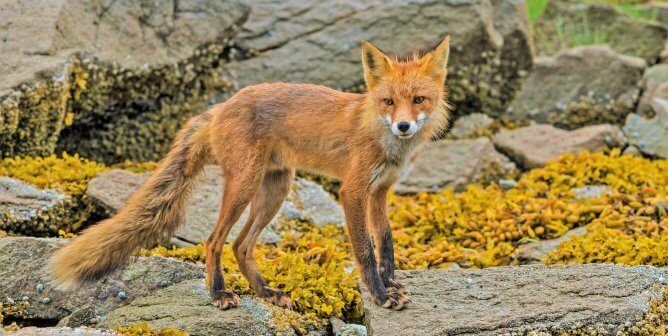 A red fox, Vulpes vulpes, at Kukak Bay in Katmai National Park, Alaska.