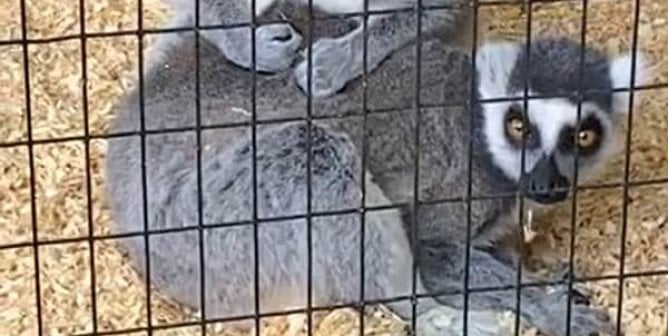 Two ring-tailed lemurs