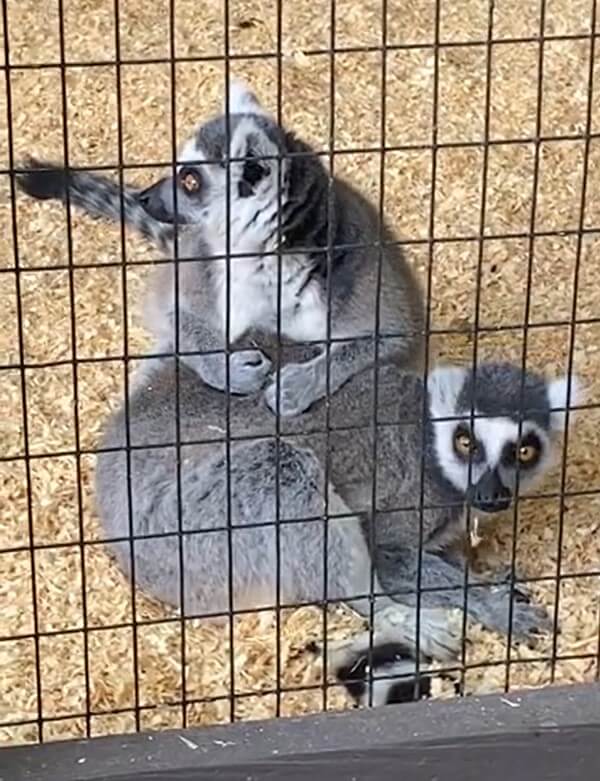 Pymatuning Deer Park Retires Eight Animals in Its Custody