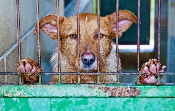 sad brown dog with paws pressed against bars of blue cage