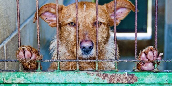 sad brown dog with paws pressed against bars of blue cage