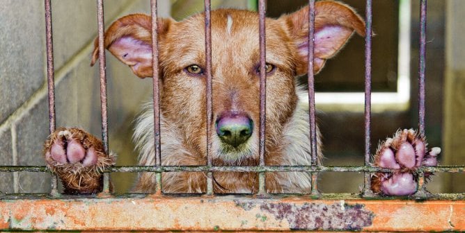 Sad dog looks out from bars of orange cage