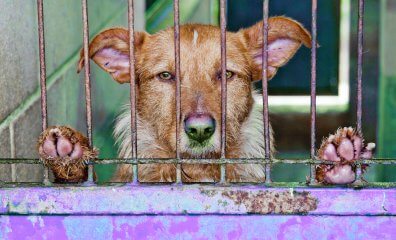 PETA Calls On U.N. to Aid Starving, Suffering Animals in Gaza