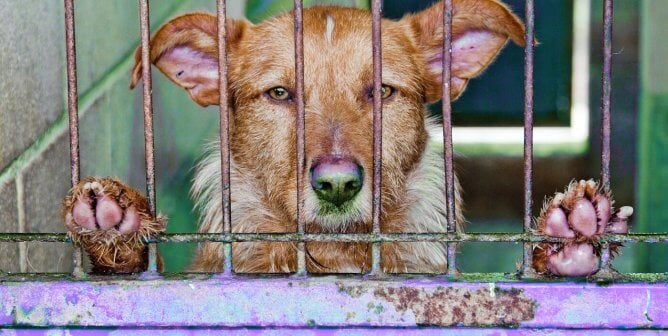 Peta crate training outlet