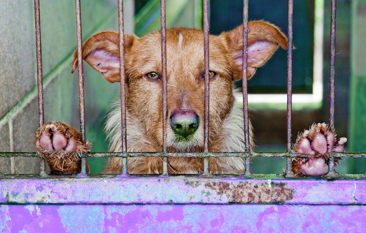 sad dog purple cage Home