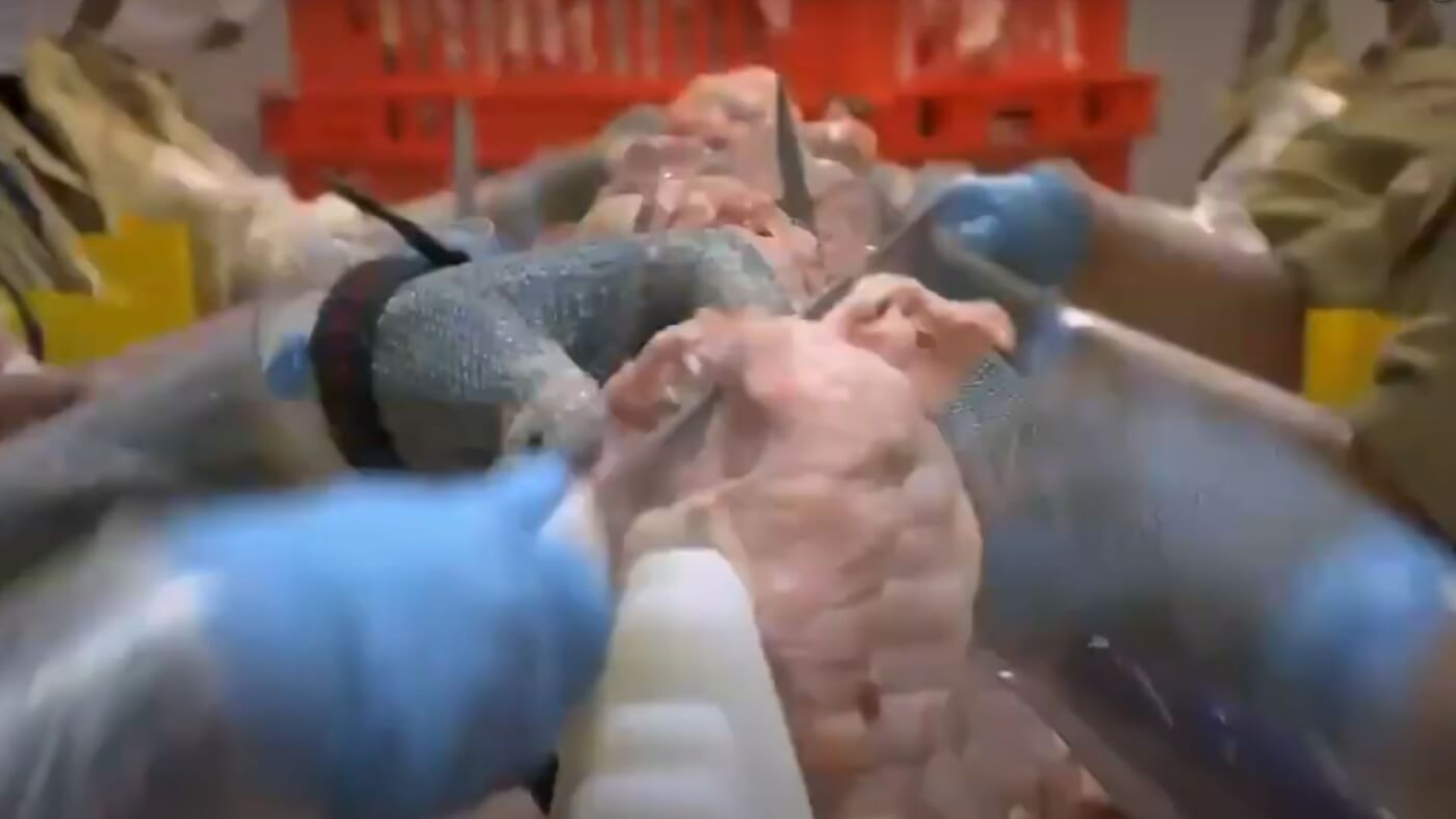 chickens' bodies being chopped up in a factory by workers' blue-gloved hands holding knives