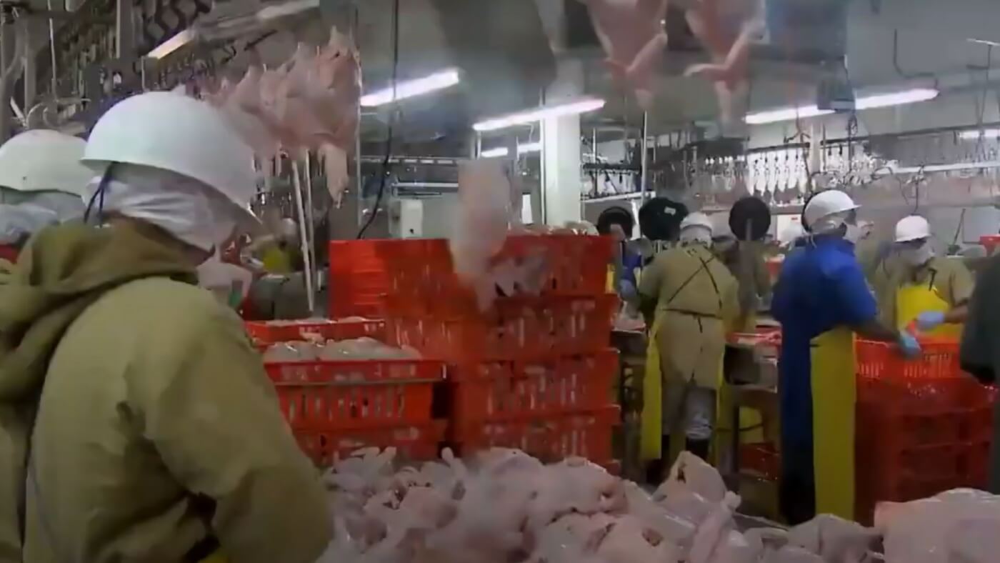 factory workers in a processing plant with countless bodies of beheaded chickens being made into food