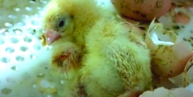 Google "chicken" and you mostly find results about or images of the bird being used for food like this baby chick treated like a waste product in a crate next to broken eggshells