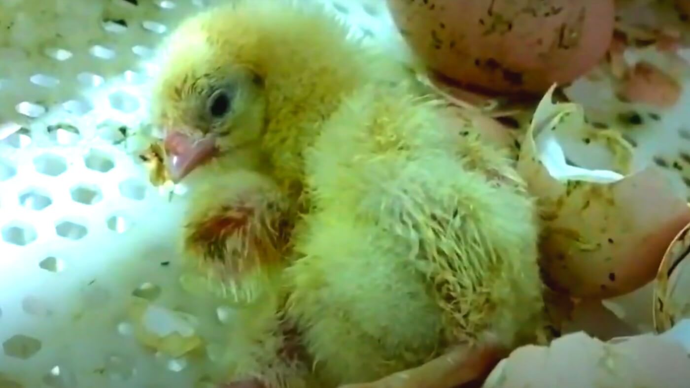 Google "chicken" and you mostly find results about or images of the bird being used for food like this baby chick treated like a waste product in a crate next to broken eggshells