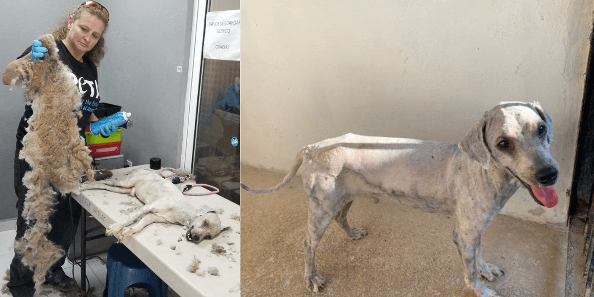 peta fieldworker shaving a severely matted dog