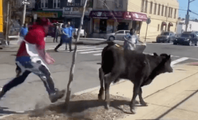 This Cow Who Escaped From a Brooklyn Slaughterhouse Will Live in Peace at a Sanctuary