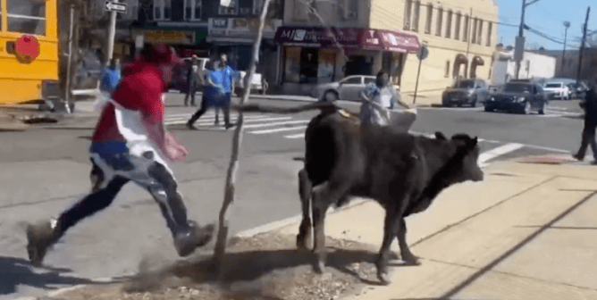 cow escapes from slaughterhouse in Brooklyn and runs through the street