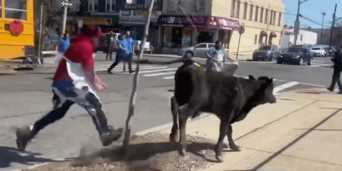 slaughterhouse cow escape brooklyn VIDEO: Cow Escapes From a Brooklyn Slaughterhouse
